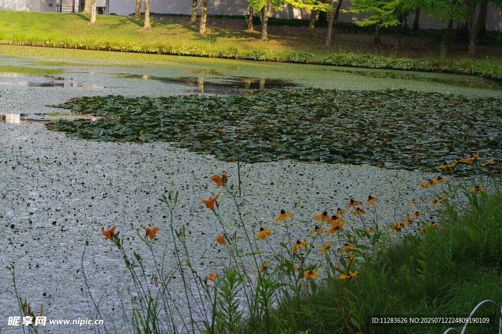 池塘边的多彩花卉景观