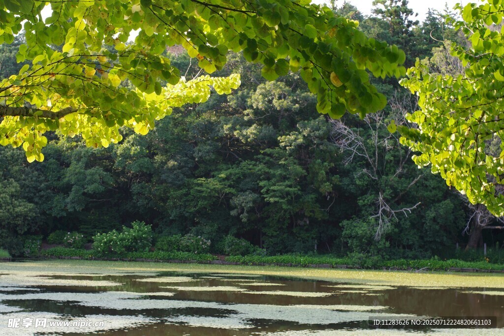 湖畔绿荫下的静谧水景