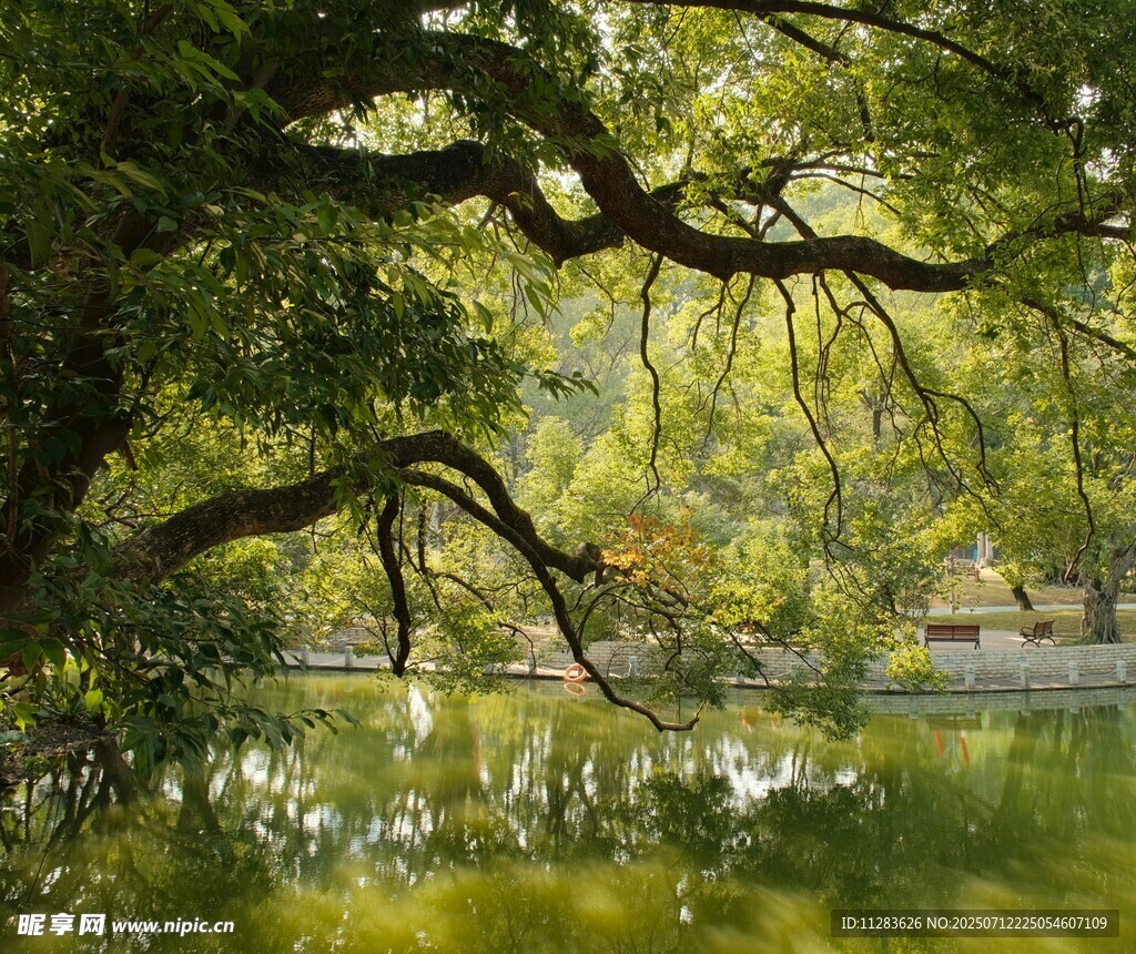 湖畔葱郁大树