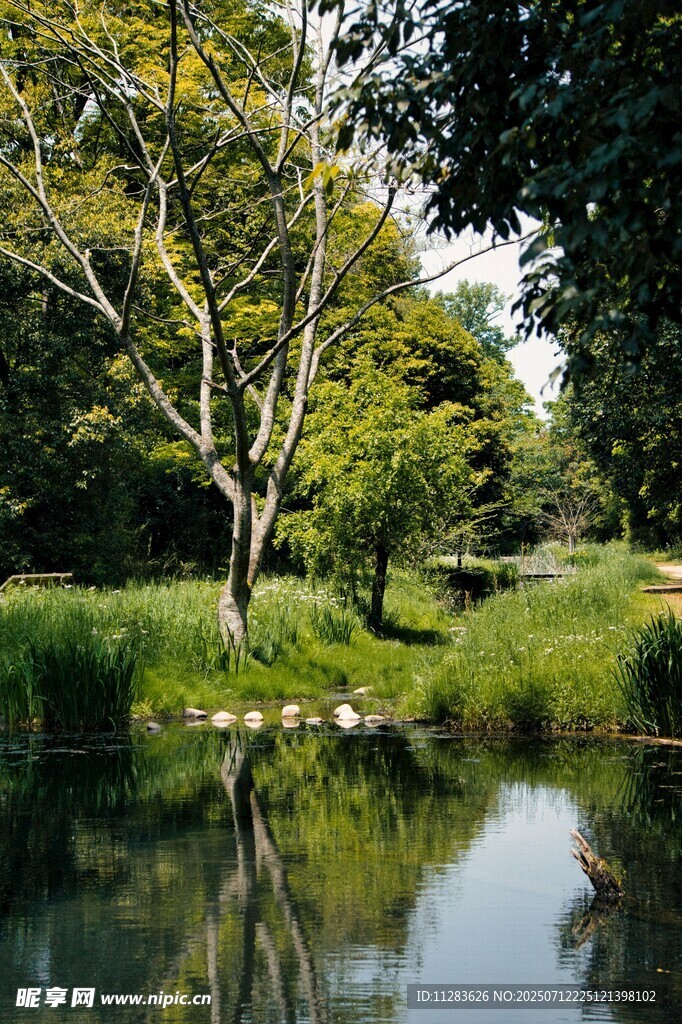 宁静湖畔绿树成荫美景