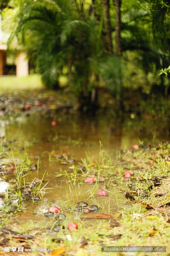 雨后积水处的缤纷落叶