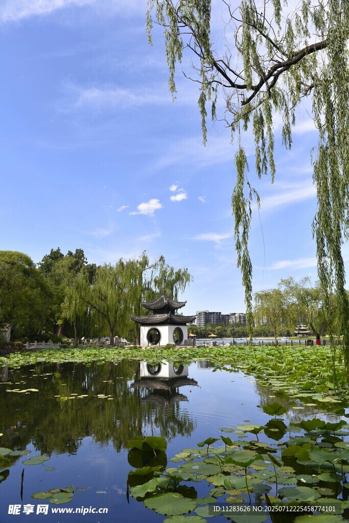 湖畔垂柳映景