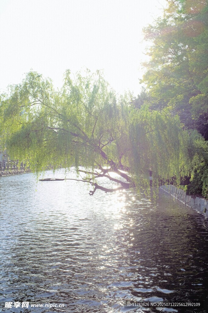 湖畔垂柳映波光