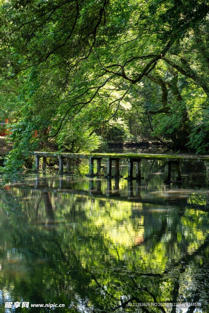 林间湖畔木桥的静谧景致