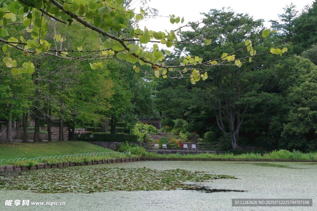 林间静谧池塘景观