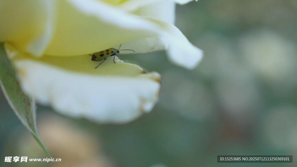 黄玫瑰上的小昆虫
