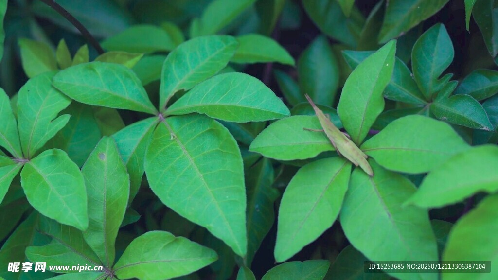 绿叶丛中的小昆虫