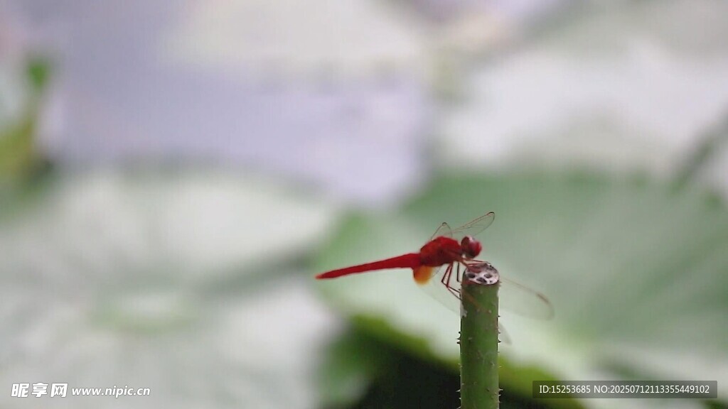 红蜻蜓立于绿茎上