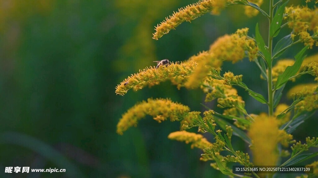 金黄一枝黄花特写