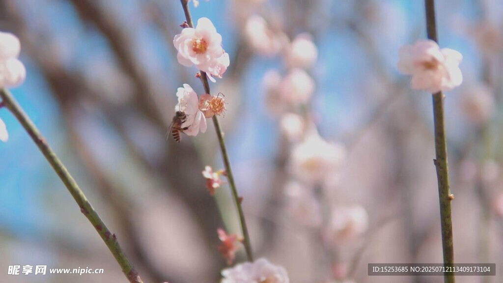 枝头绽放的粉嫩桃花