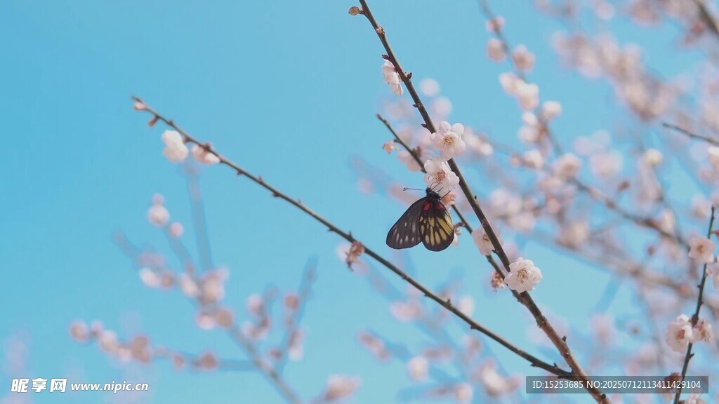 枝头小鸟伴繁花