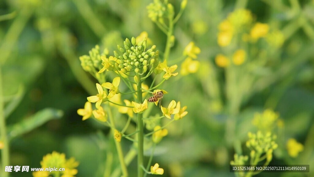 绽放的黄色油菜花