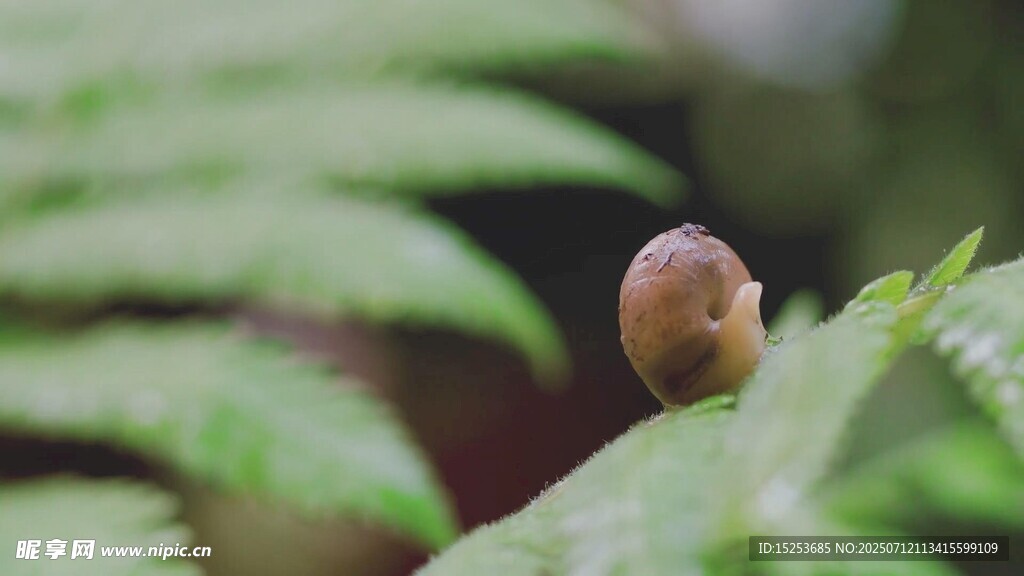 绿叶上的小蜗牛