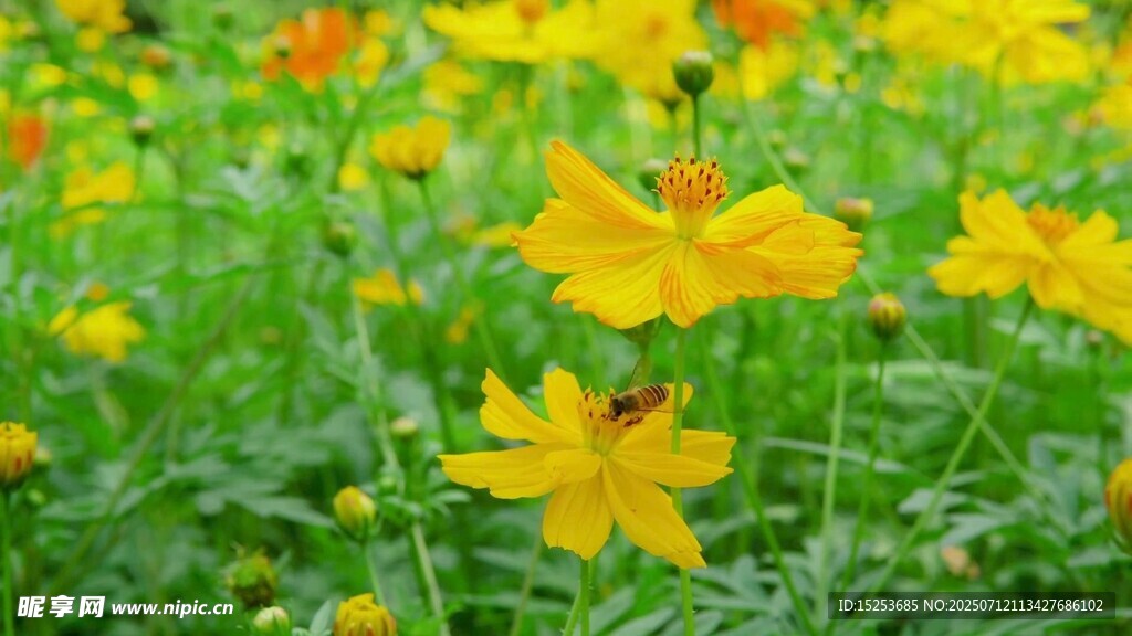 灿烂黄花开满绿色草地