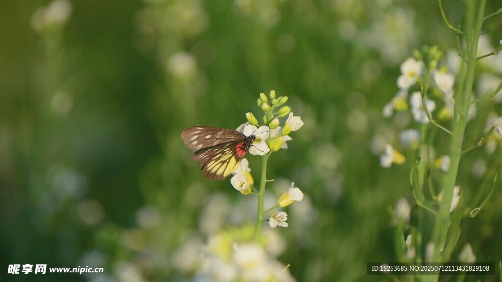 花间蜜蜂采蜜图