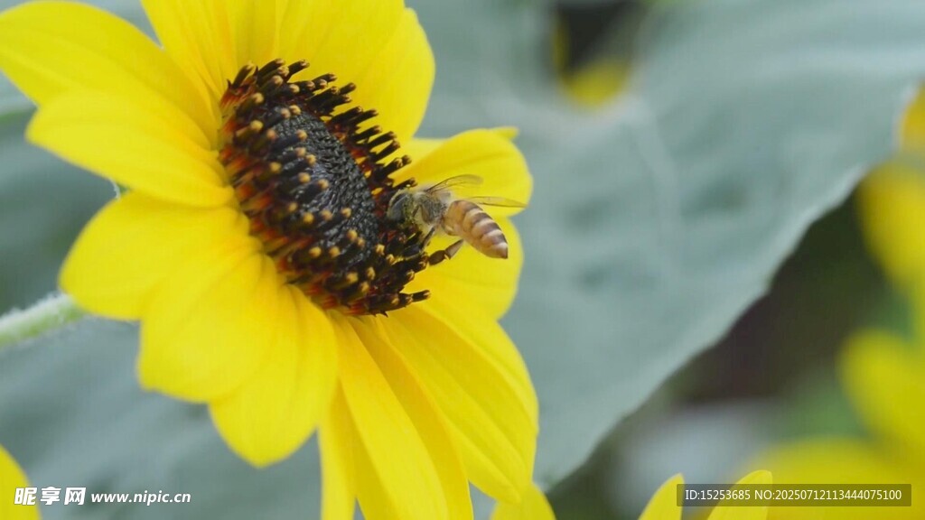 蜜蜂采蜜于黄色花朵间