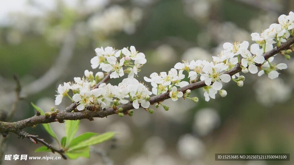 枝头绽放的白色花朵