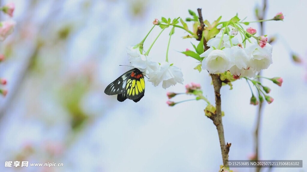蜜蜂采蜜于繁花枝头