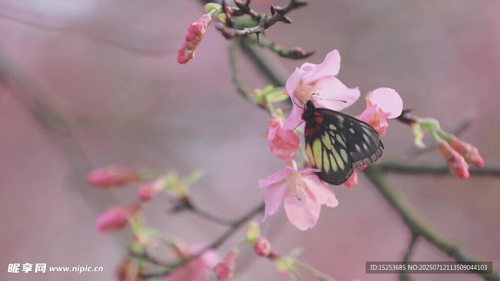 枝头粉花与蜜蜂