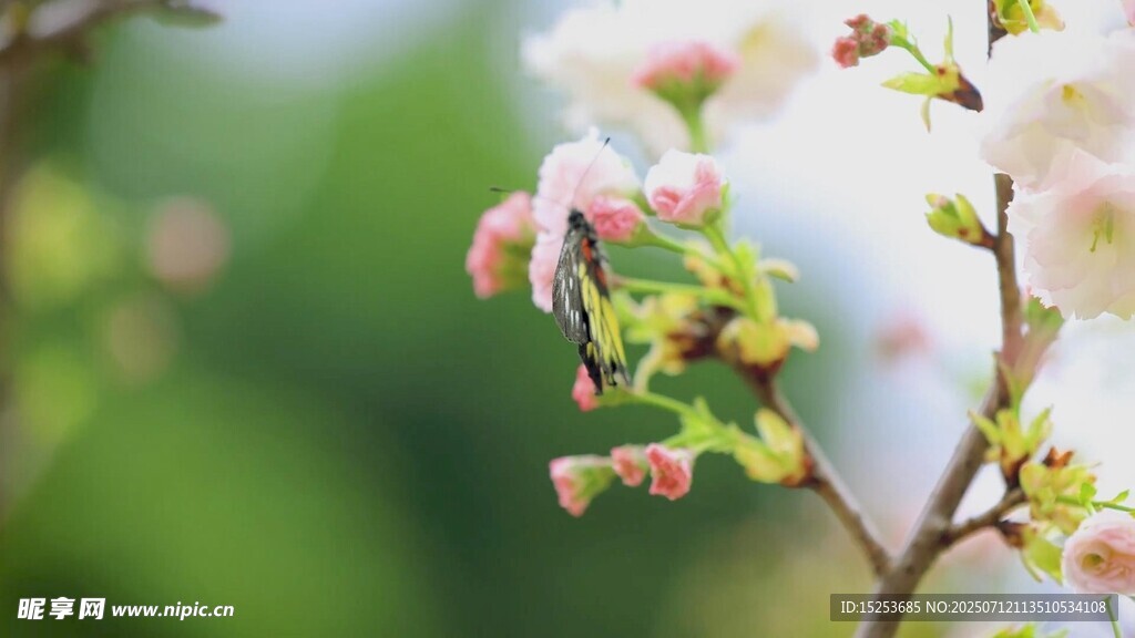 枝头绽放的粉嫩春花