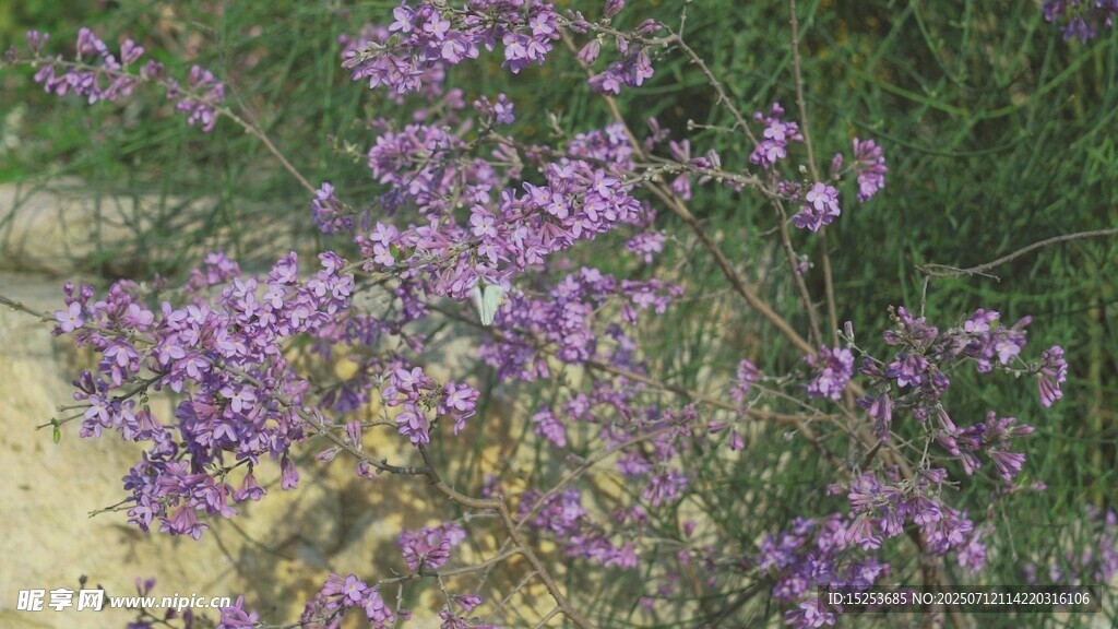紫色小花绽放于绿植间