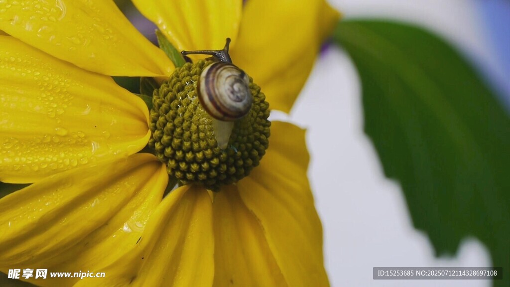 黄色花朵上的蜗牛