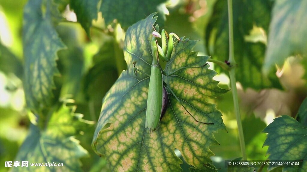 斑驳绿叶植物特写