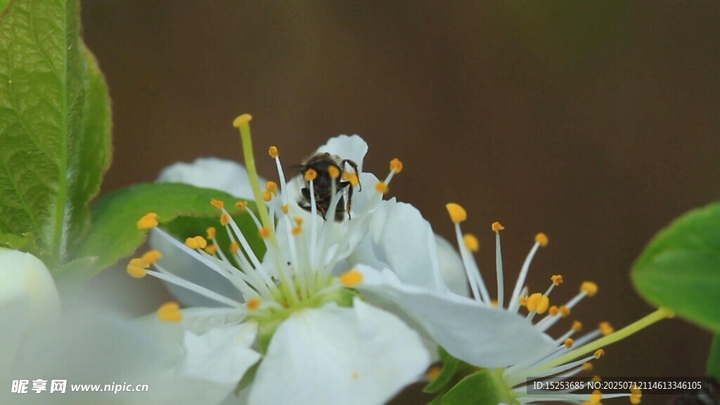 蜜蜂采蜜于洁白花朵间