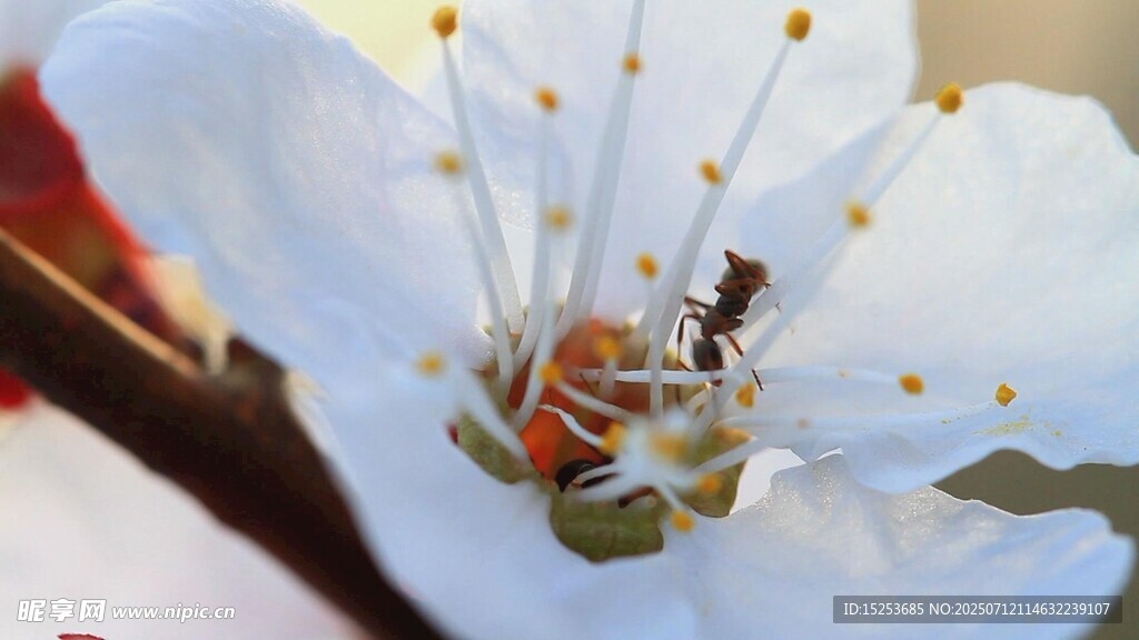 花蕊上的小昆虫