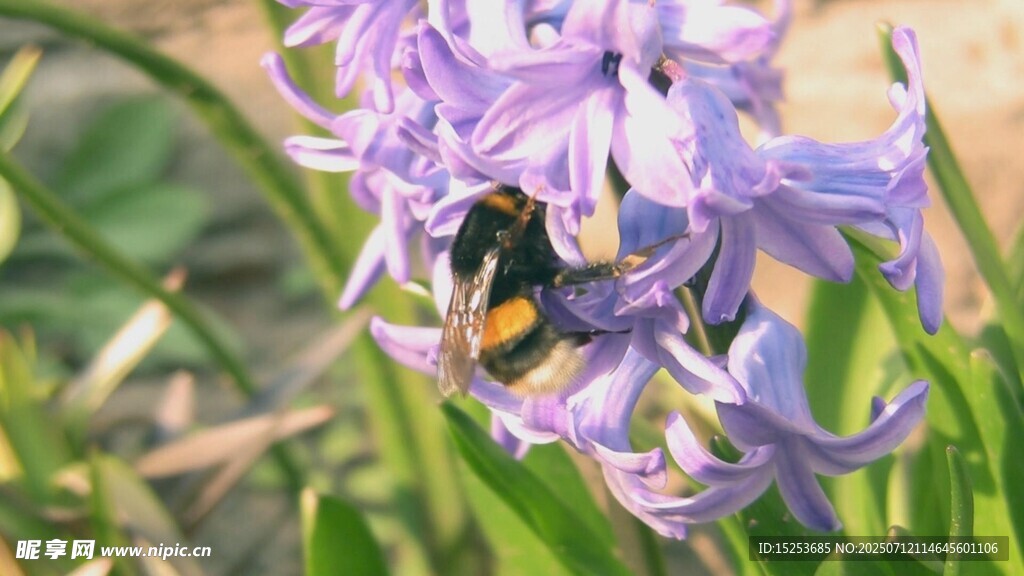 蜜蜂采蜜于风信花中