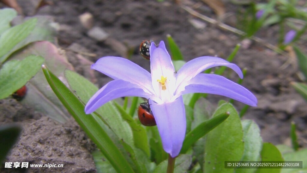 紫色小花绽放绿意间