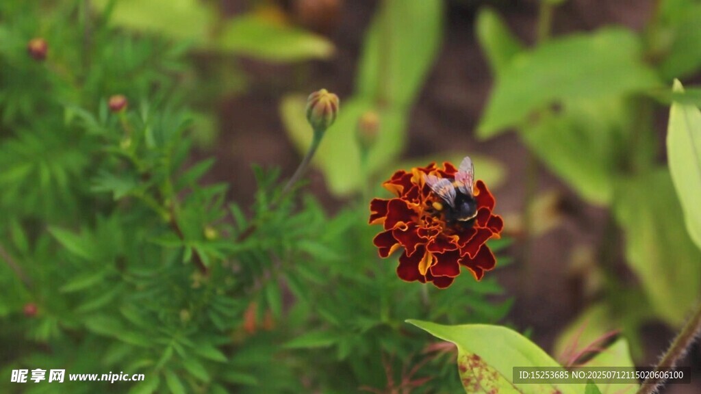 红色花朵上的黑色昆虫