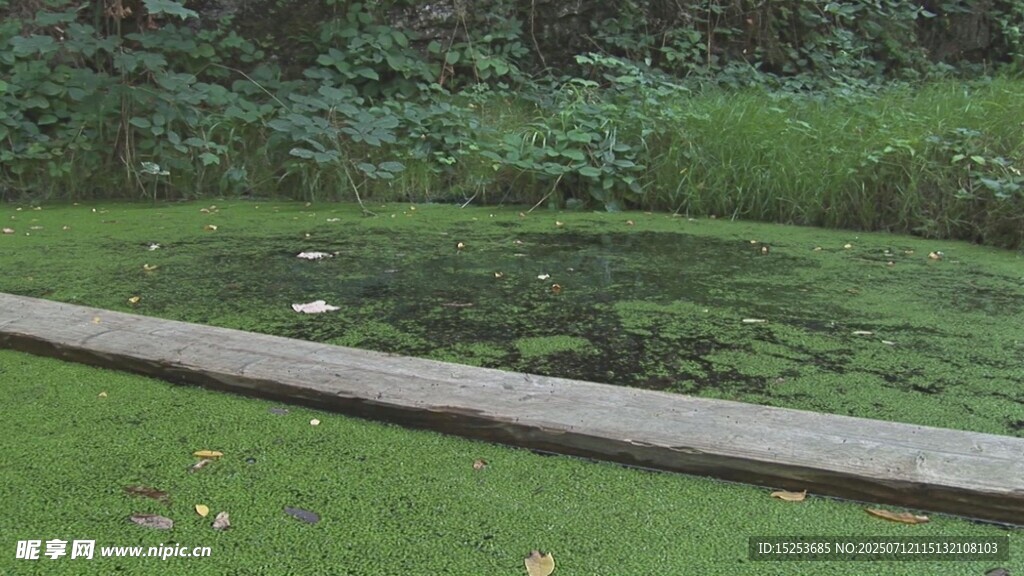 宁静池塘边的绿意景致