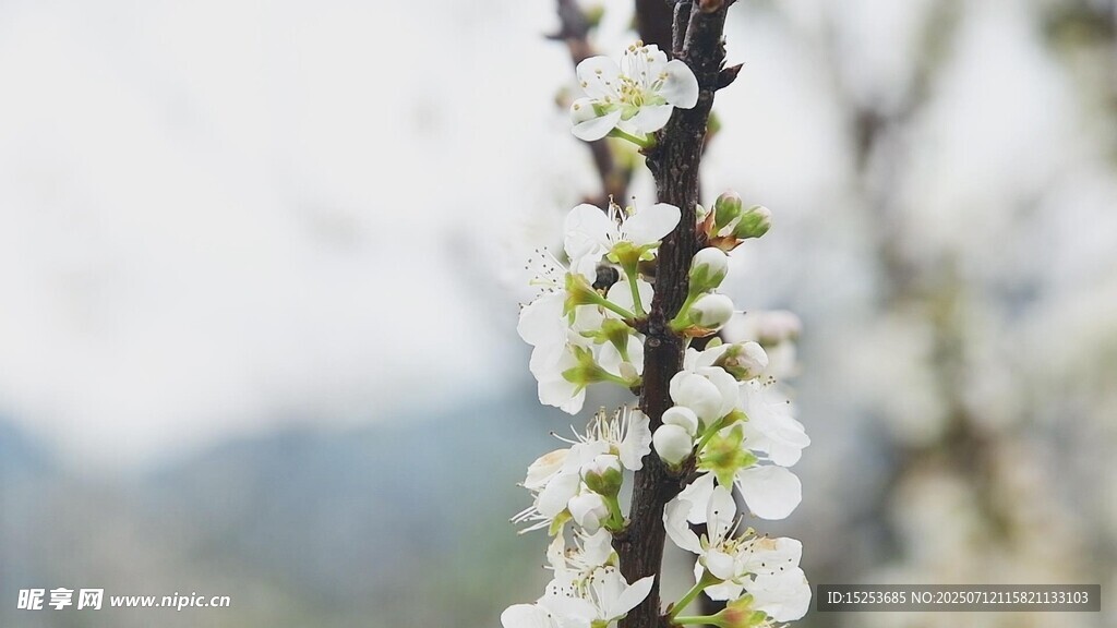 枝头绽放的白色花朵