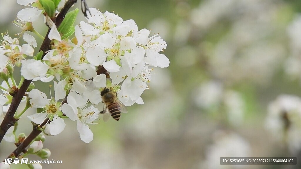 蜜蜂采蜜于洁白花朵间