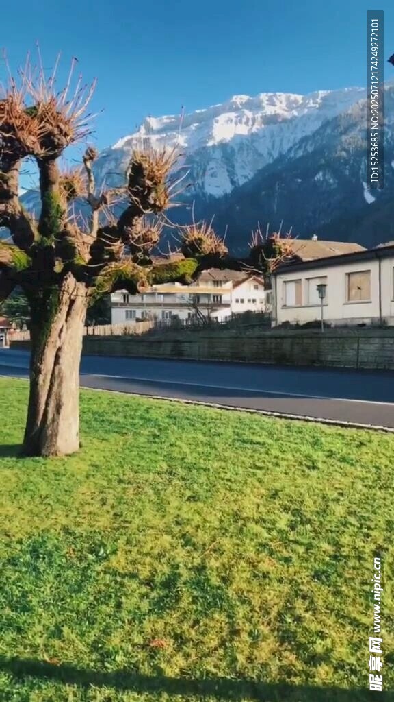 秋日草地旁的树木与远山
