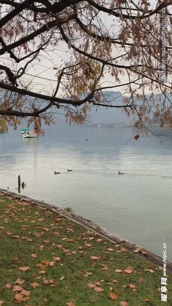 湖畔秋景树枝低垂映水面