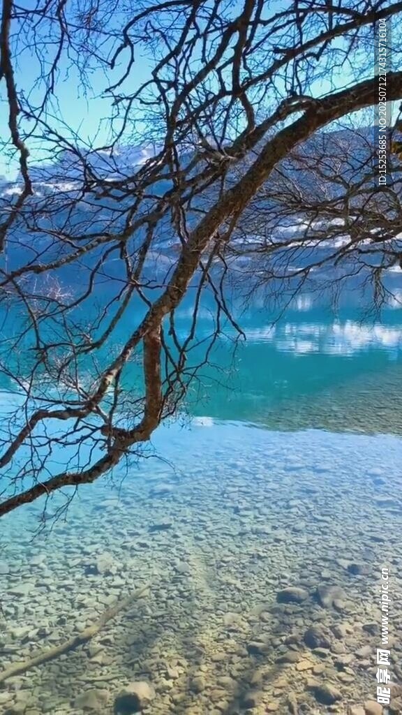 湖畔美景树枝下的清澈湖水