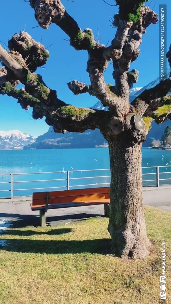 湖畔孤树长椅静谧景致