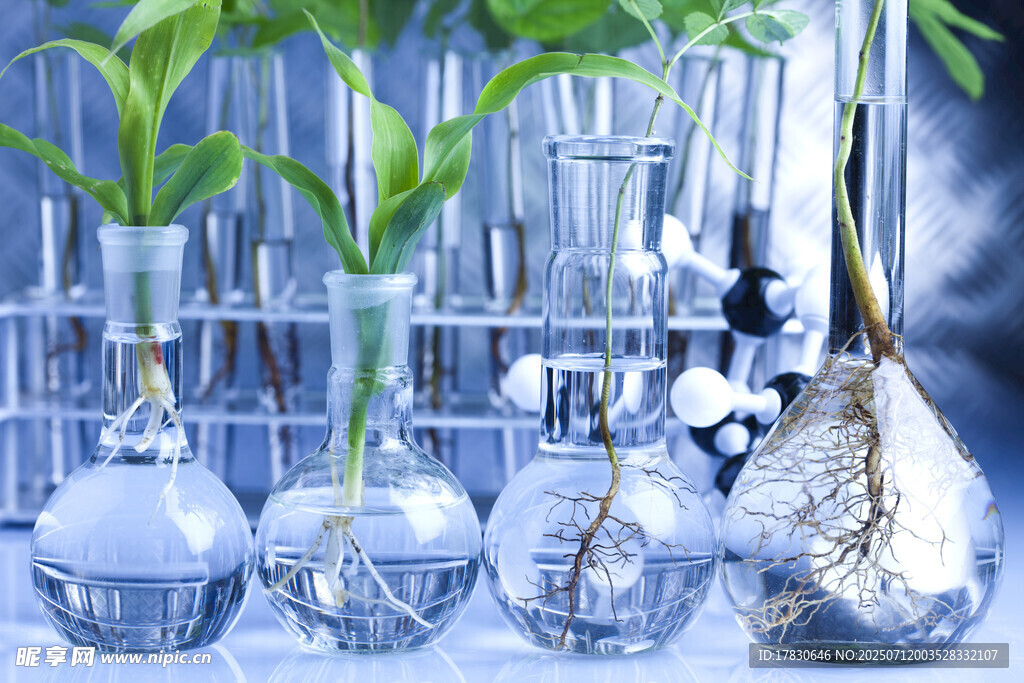 实验室中的植物培养实验