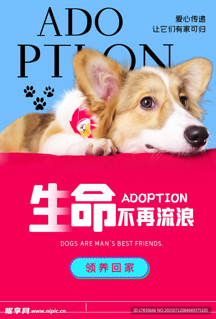 可爱柯基宣传生命不再流浪