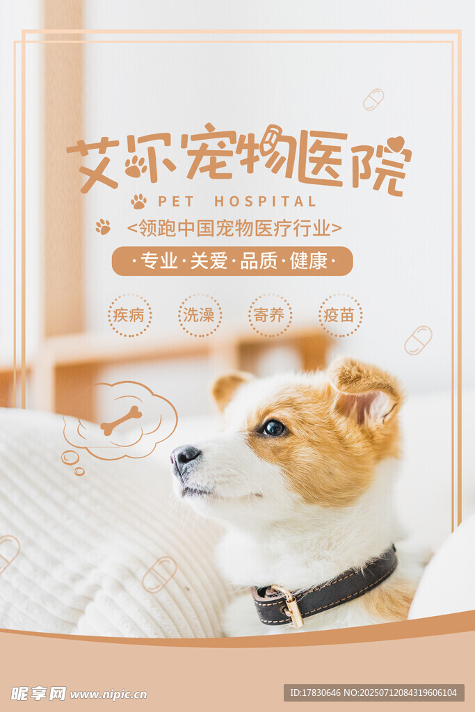 可爱柯基在艾乐宠物医院