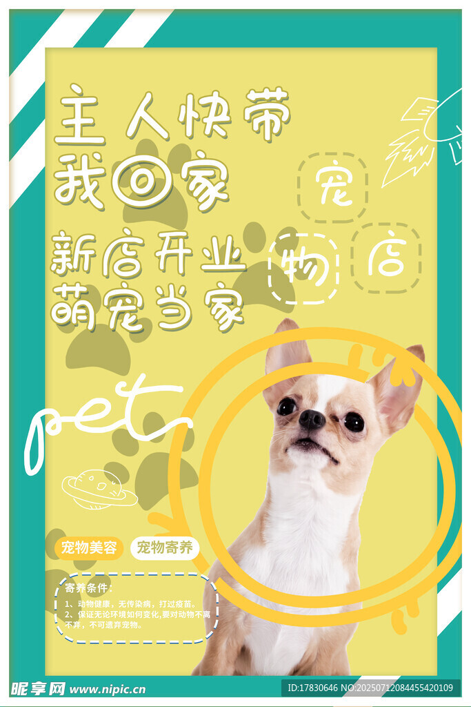 萌宠吉娃娃招募主人啦