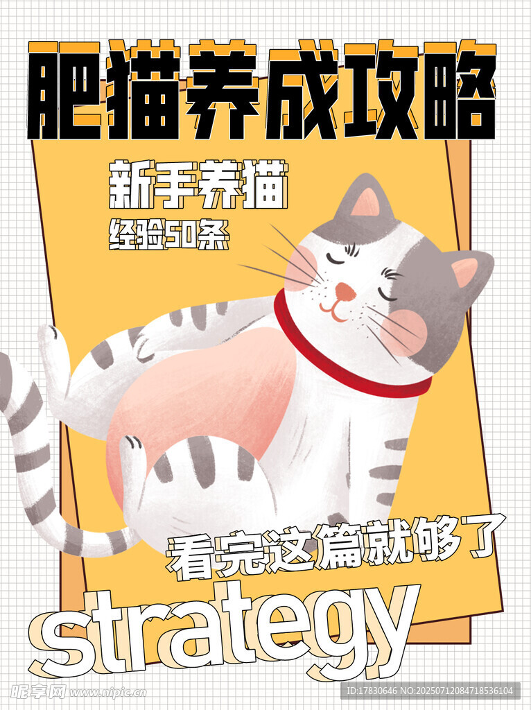 新手养肥猫攻略秘籍