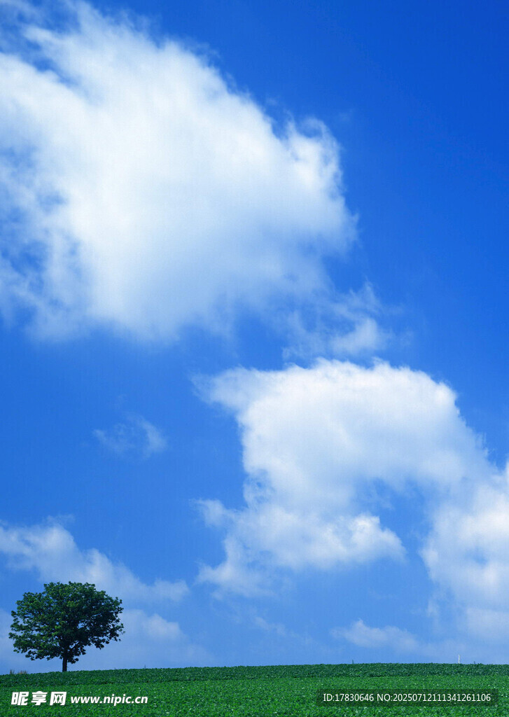 蓝天绿地中的孤独一棵树