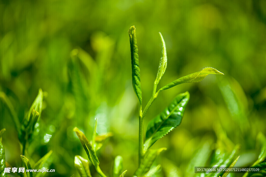 嫩绿新茶芽尖特写