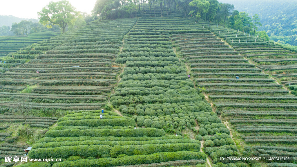 层层叠翠的美丽茶山梯田