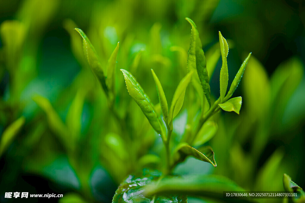 嫩绿新茶芽尖特写