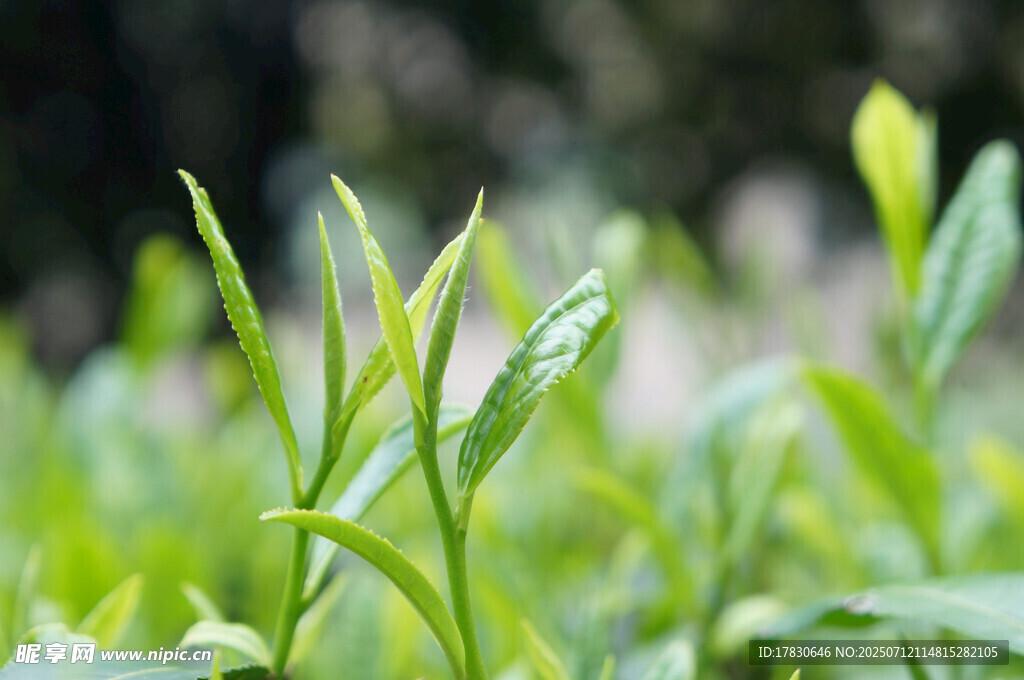 嫩绿新茶芽尖特写