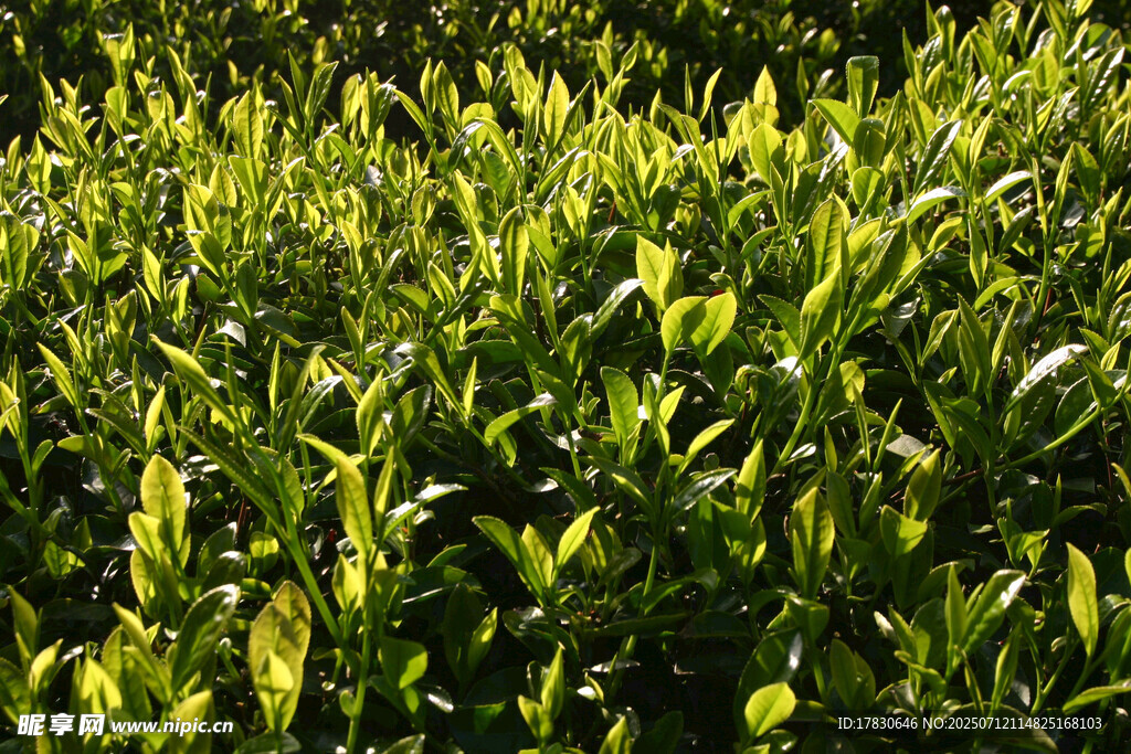 翠绿繁茂的茶叶植株